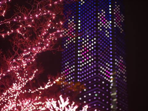 たくさんの桜の花のイルミネーションが灯る福岡タワー
