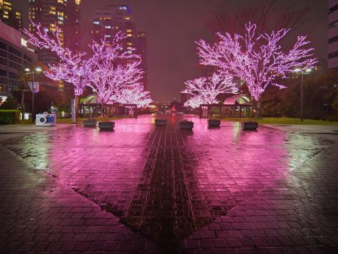 雨に濡れた地面もイルミネーションが反射して桜色です