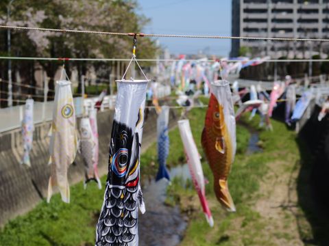鯉のぼり（黒メイン）