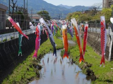 川と鯉のぼり全体
