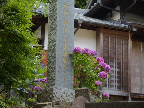 紅葉八幡宮アジサイ2
