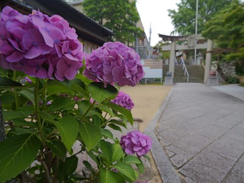 紅葉八幡宮アジサイ３