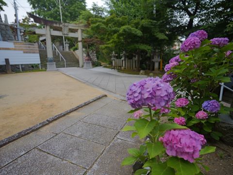 紅葉八幡宮アジサイ６