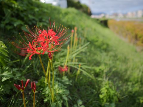 室見川の彼岸花１