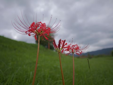 室見川の彼岸花３