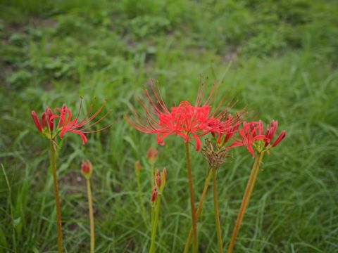 室見川のヒガンバナ４