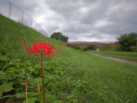室見川のヒガンバナ５