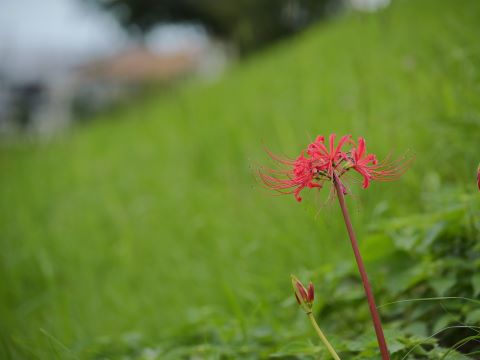 室見川のヒガンバナ６