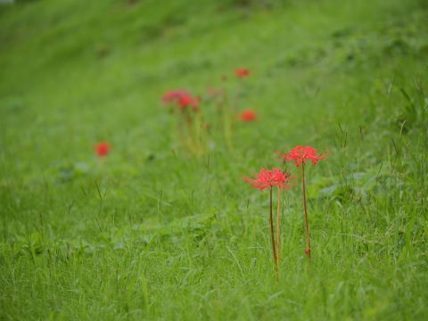 室見川のヒガンバナ７