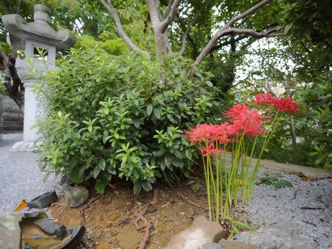 紅葉八幡宮のヒガンバナ３