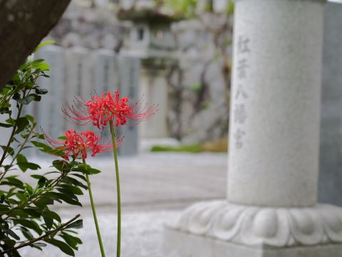 紅葉八幡宮のヒガンバナ４