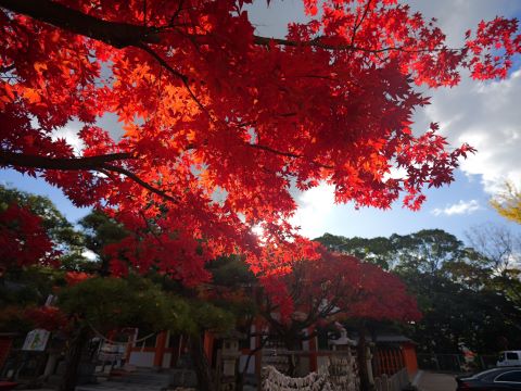 紅葉八幡宮の紅葉