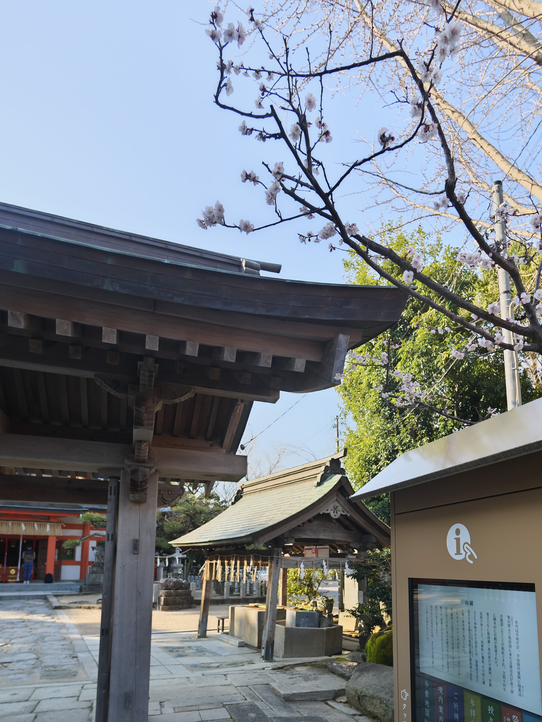 花咲く白梅