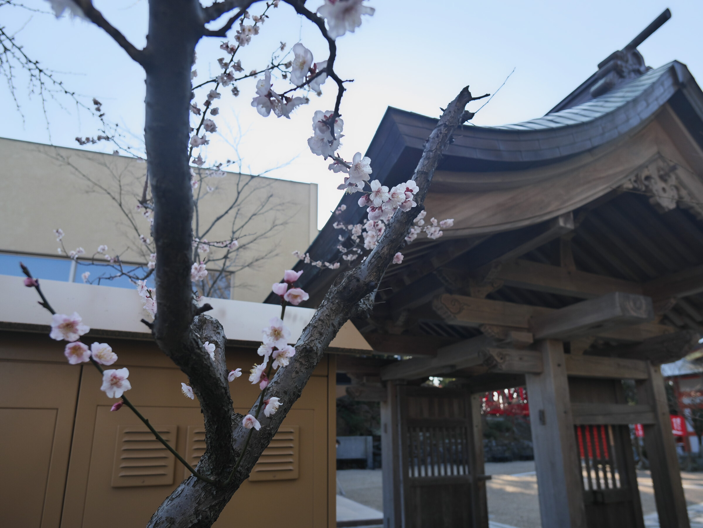 花咲く白梅３