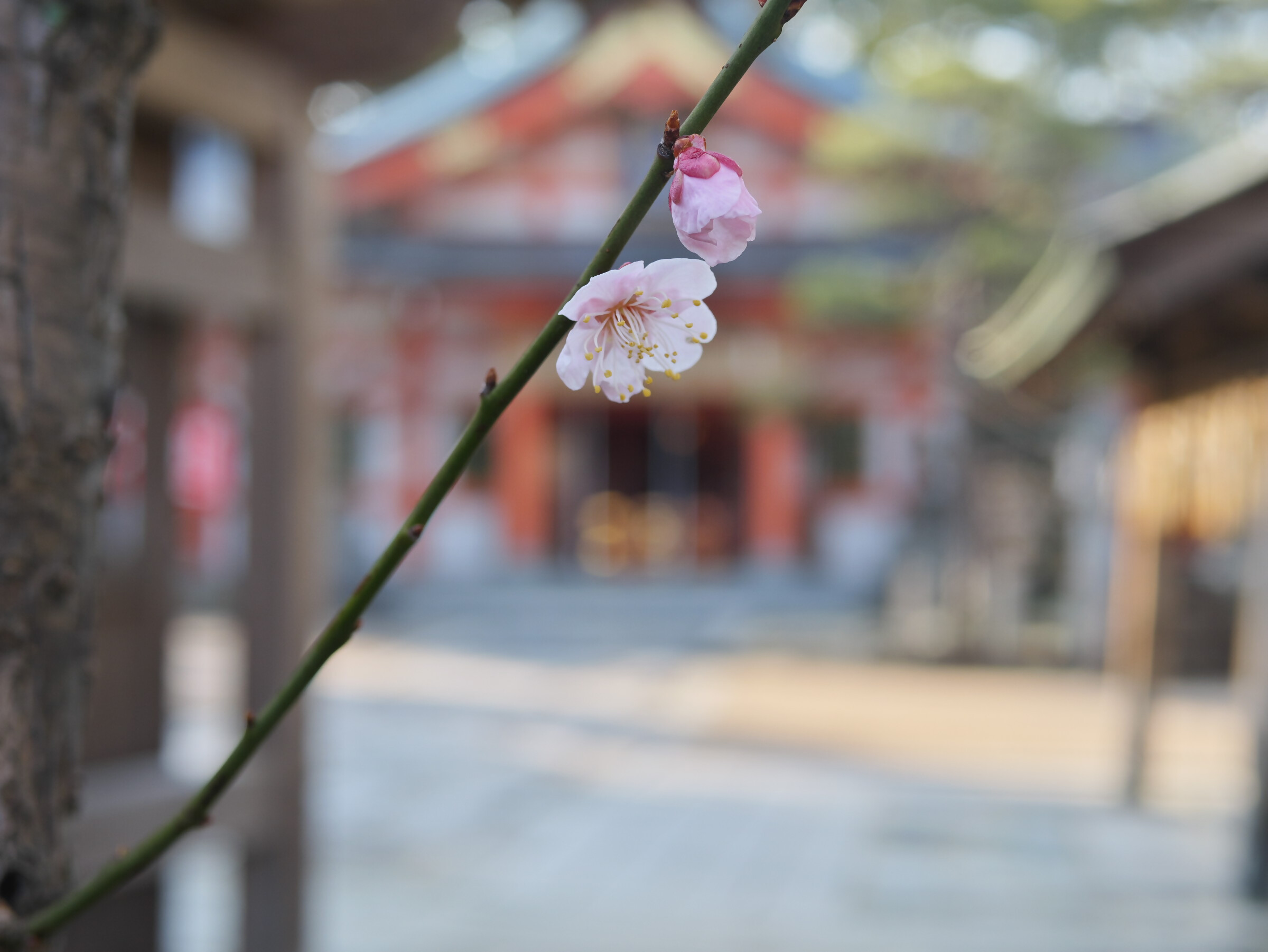 花咲く白梅５
