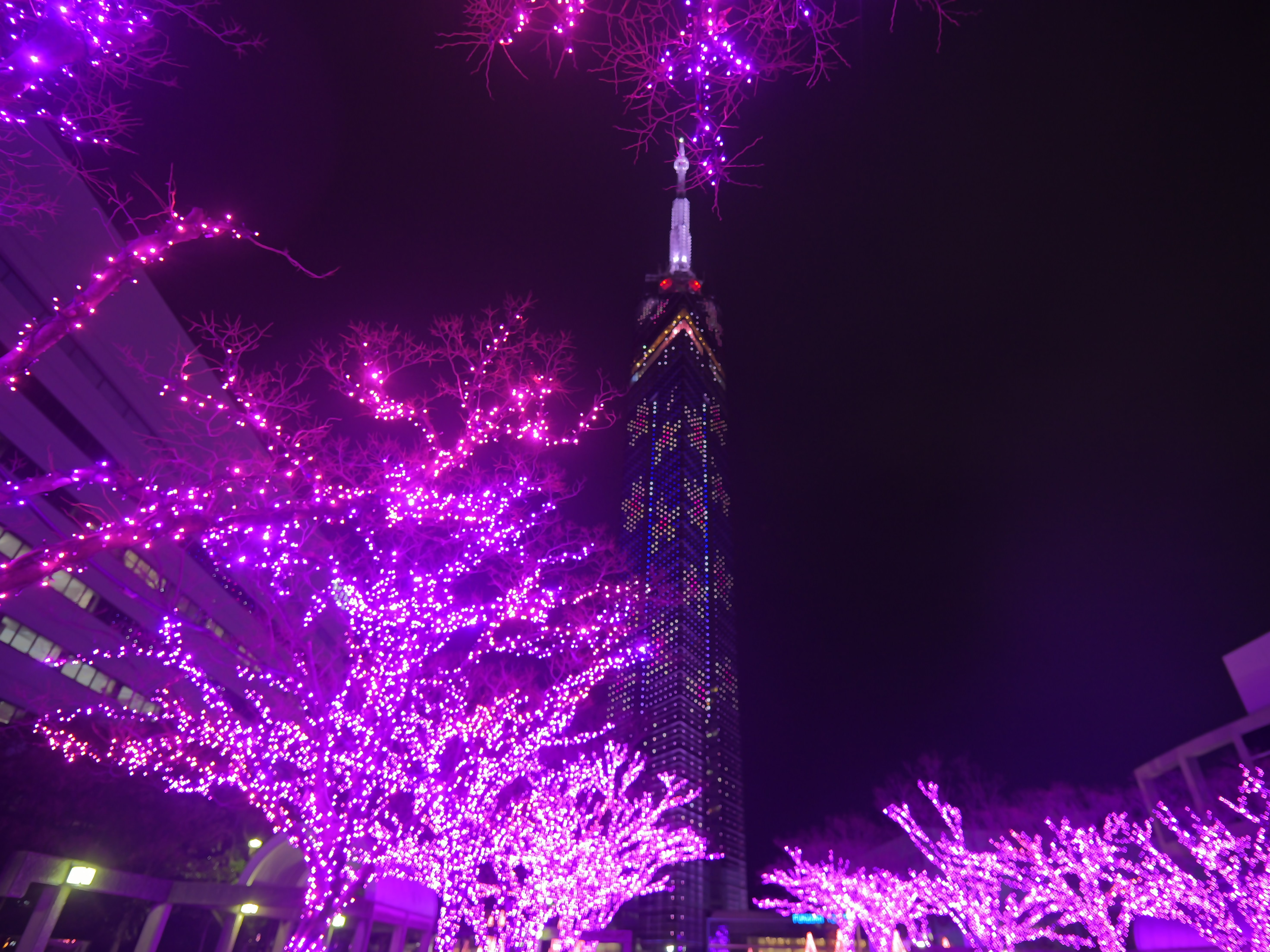福岡タワー桜イルミネーション３