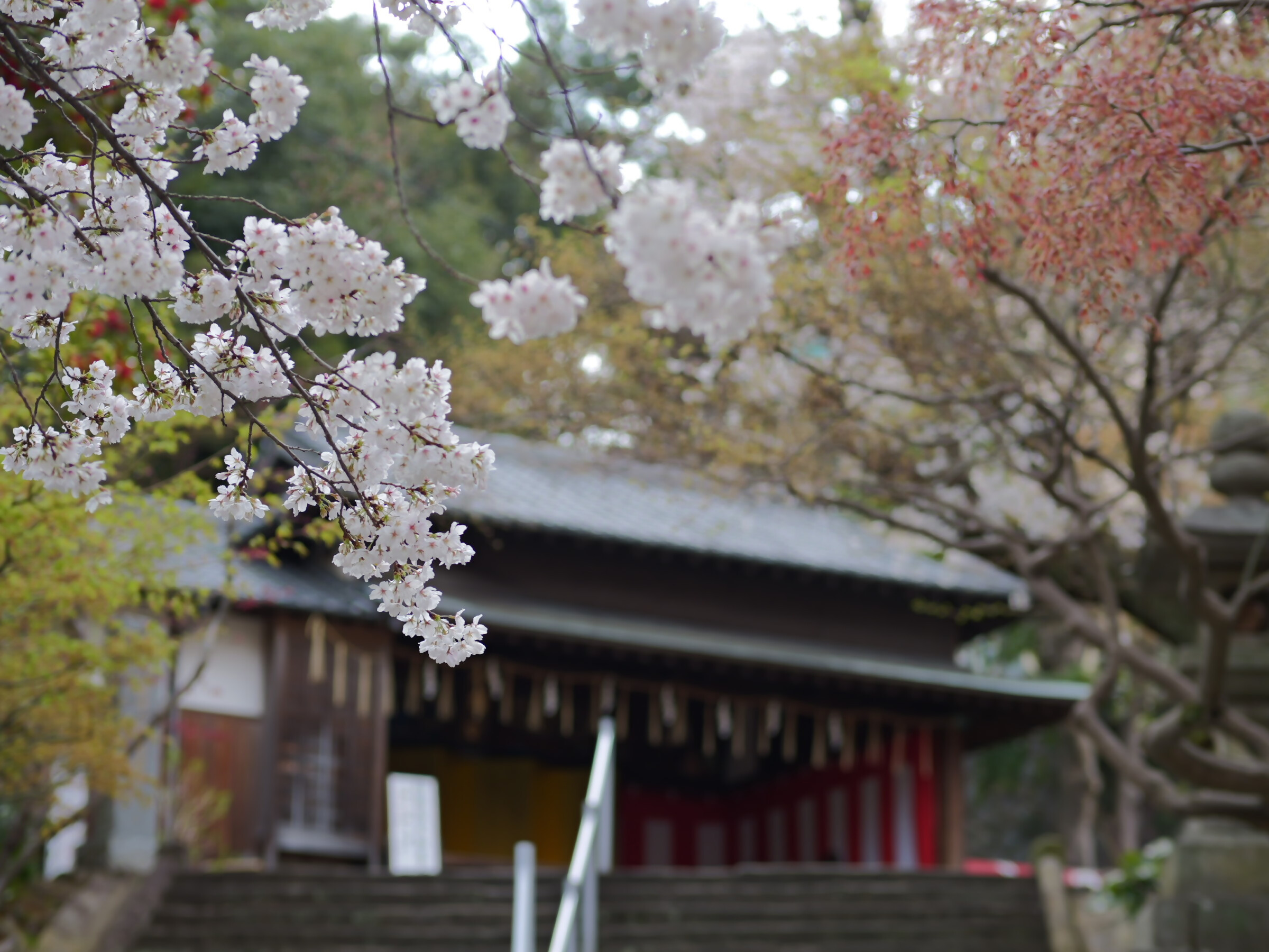 境内の桜