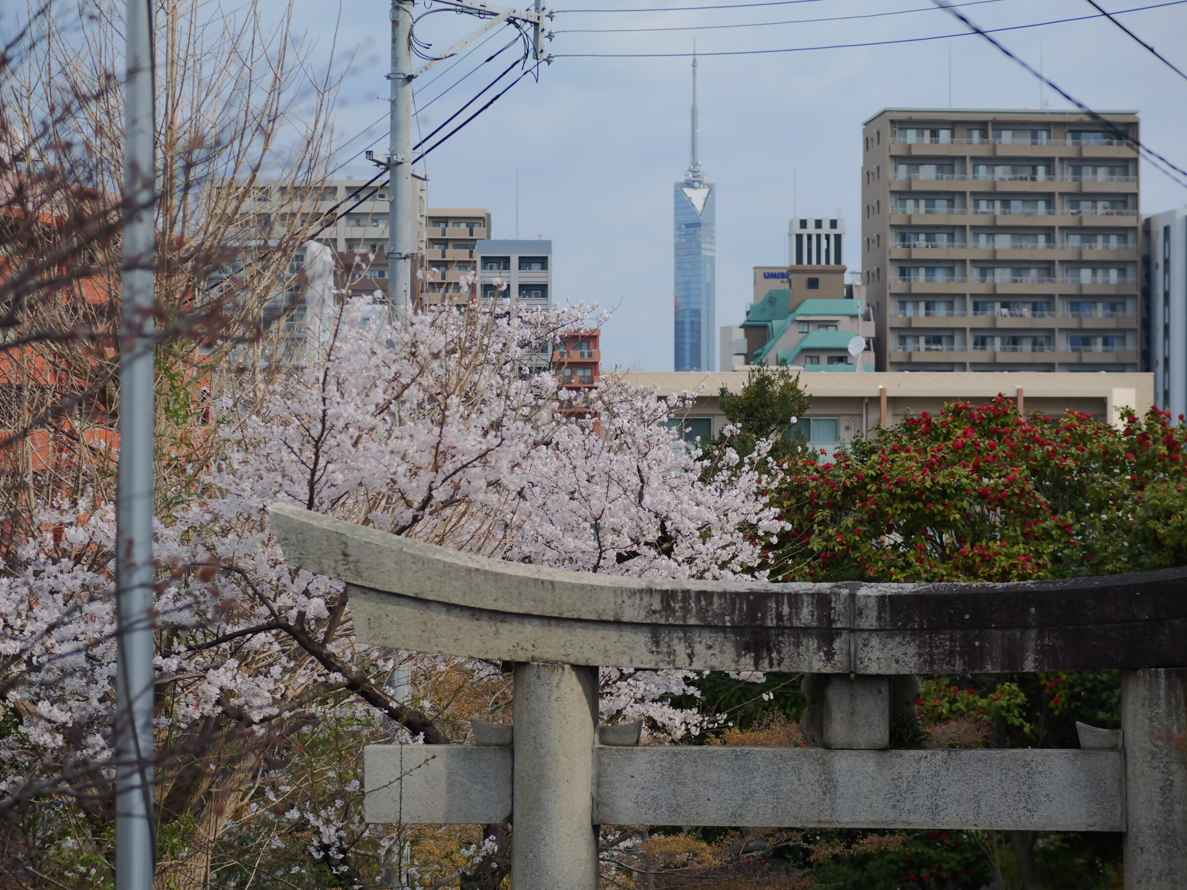 境内の桜と福岡タワー