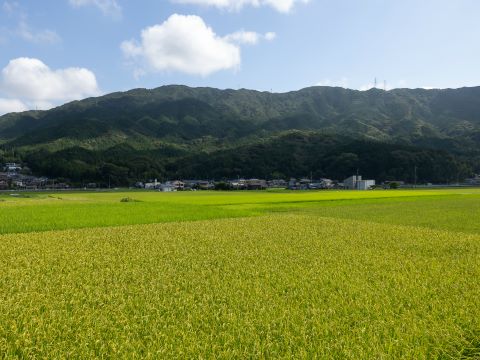 馬場ファームひまわり畑１