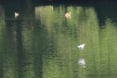 ヤマセミ２