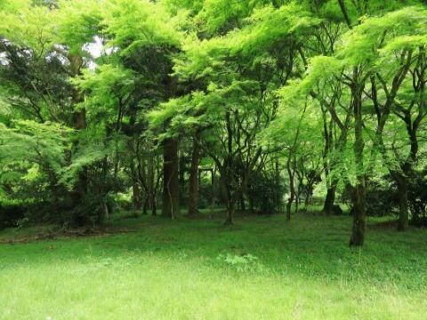 曲淵ダム新緑