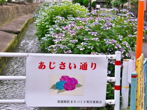 あじさい通り2024①
