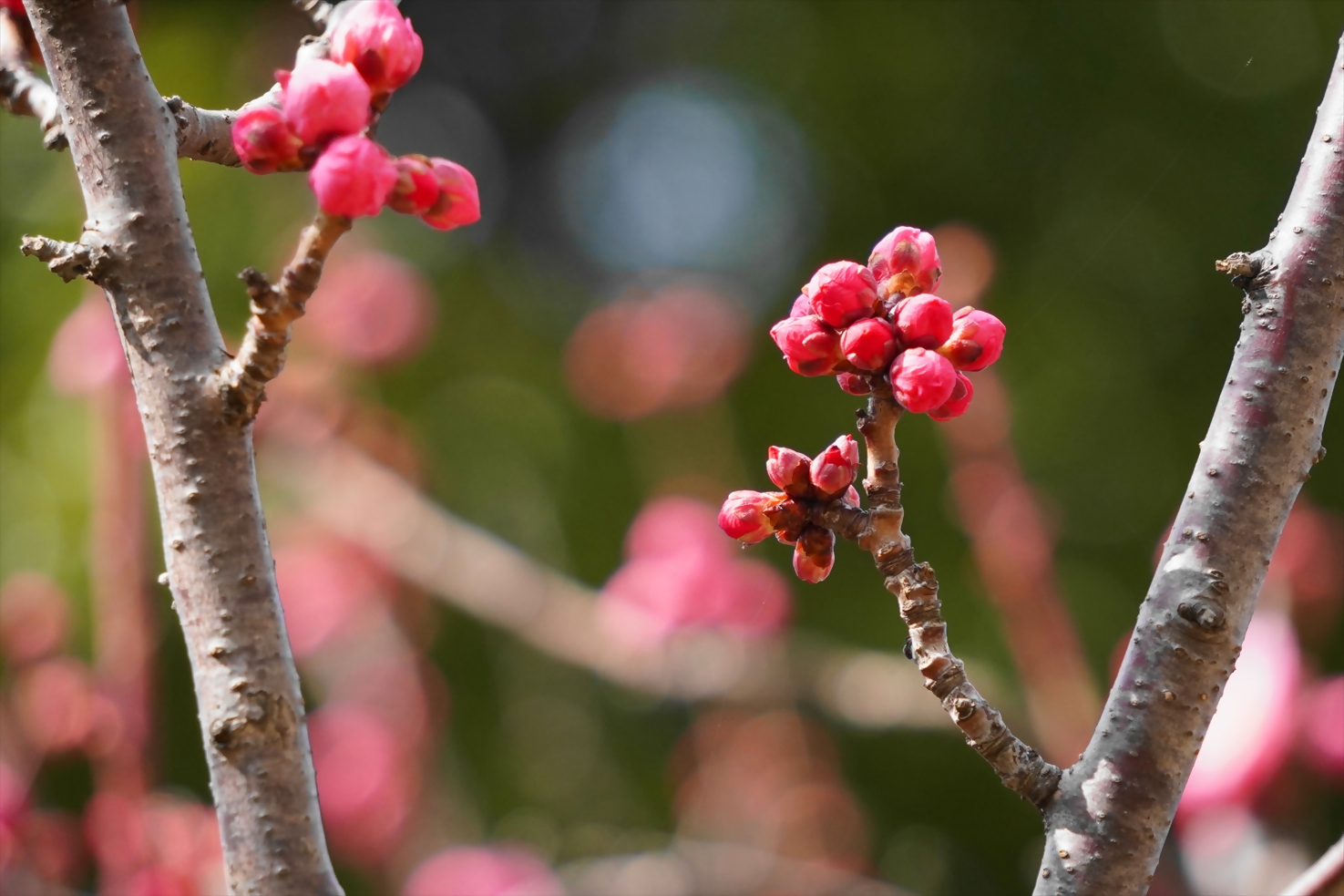 紅梅のつぼみ