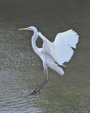 ダイサギ