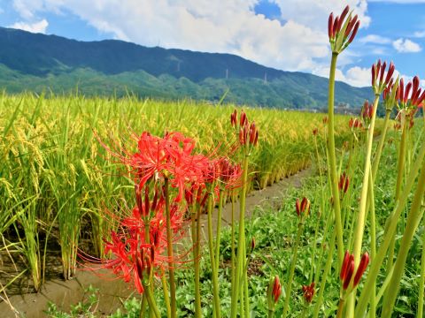 脇山の彼岸花２