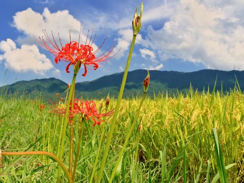 脇山の彼岸花３