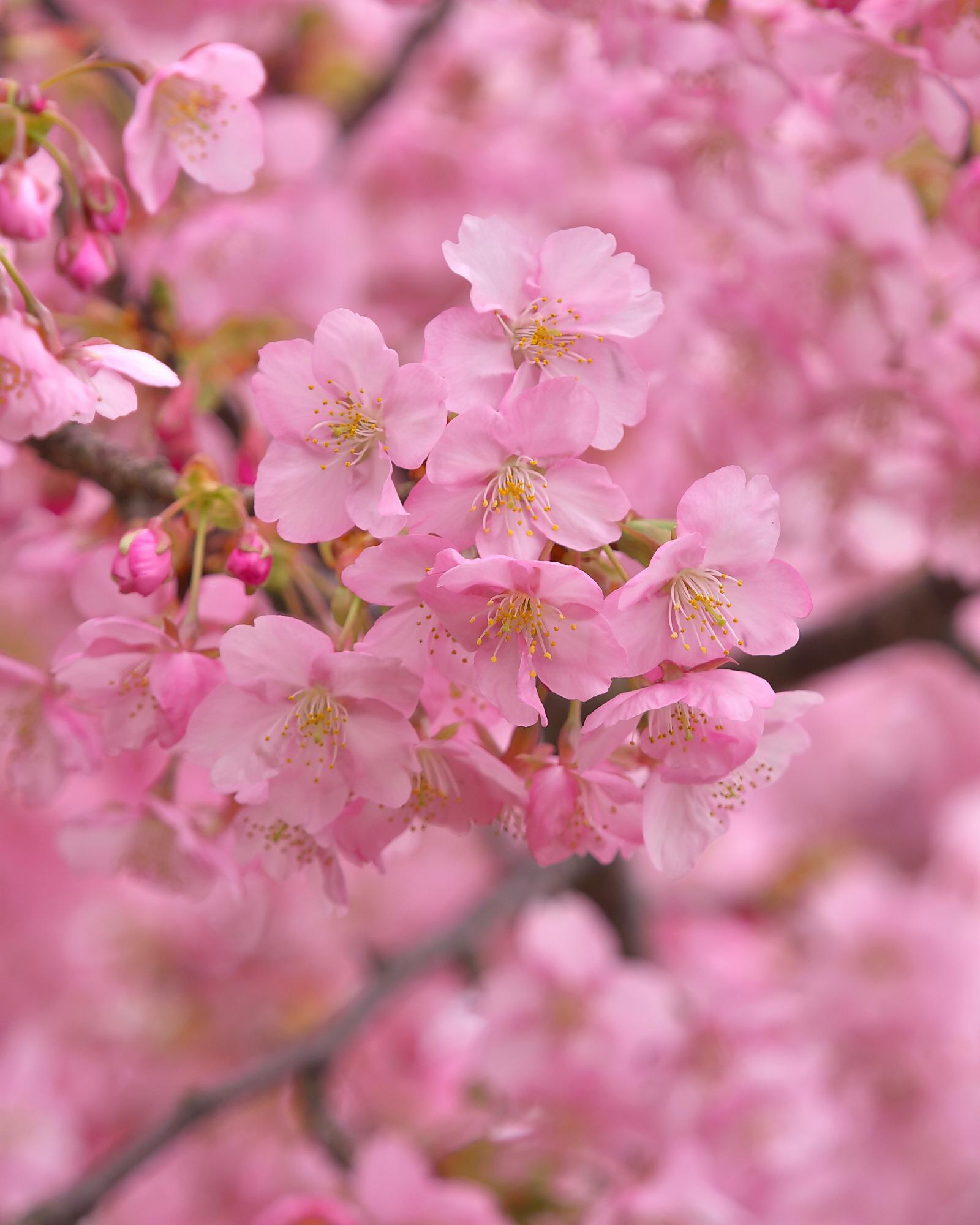 河津桜１