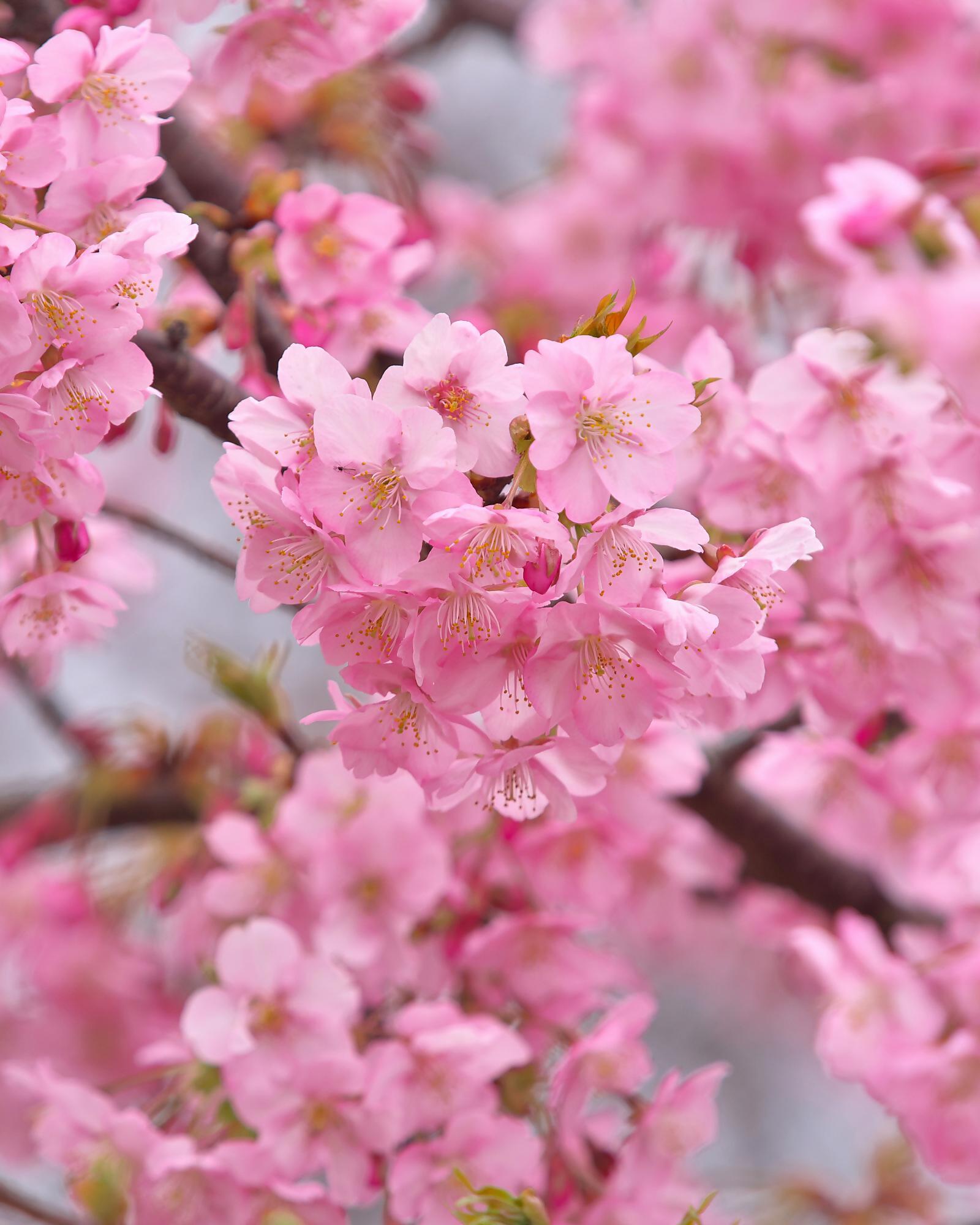 河津桜２