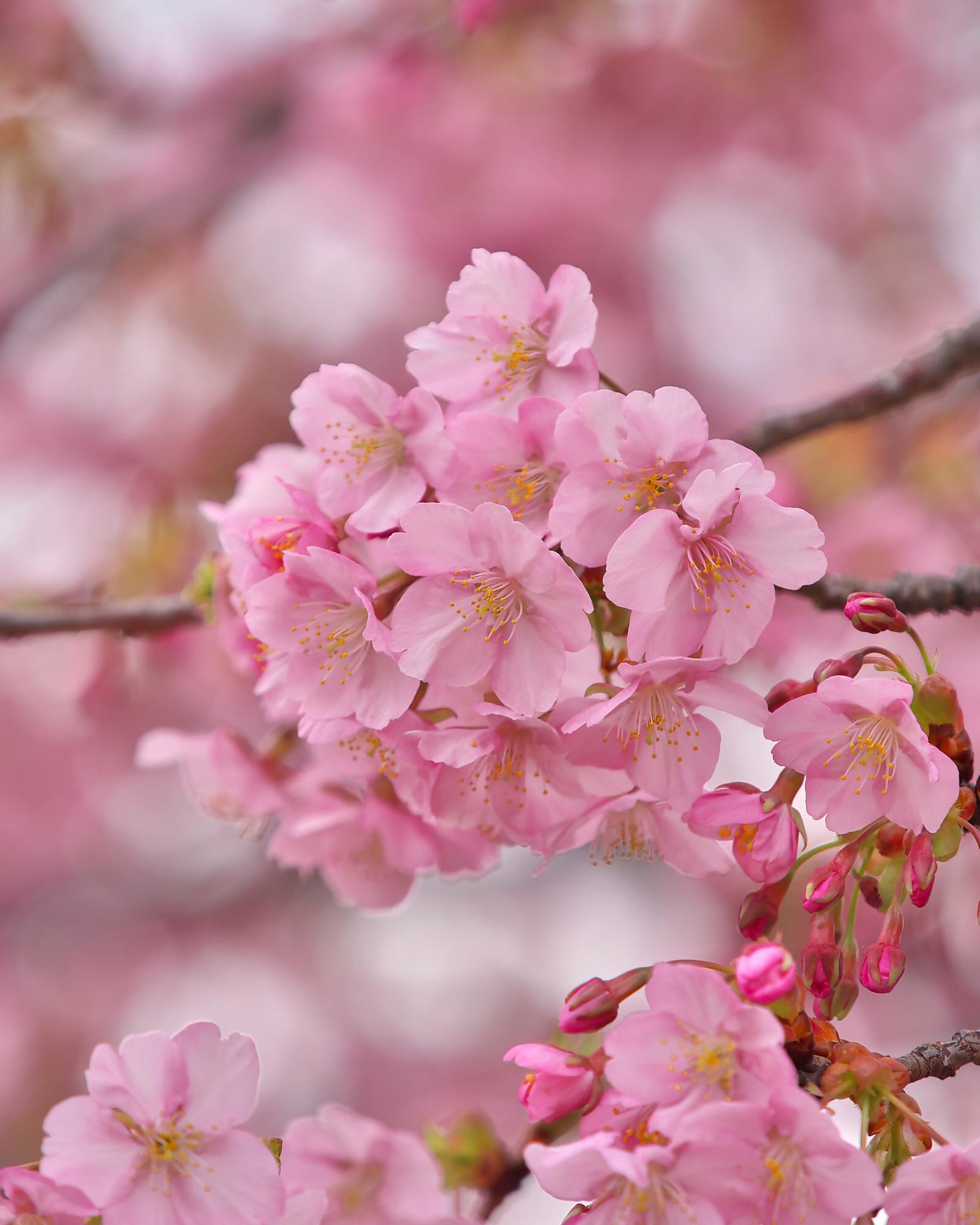 河津桜３