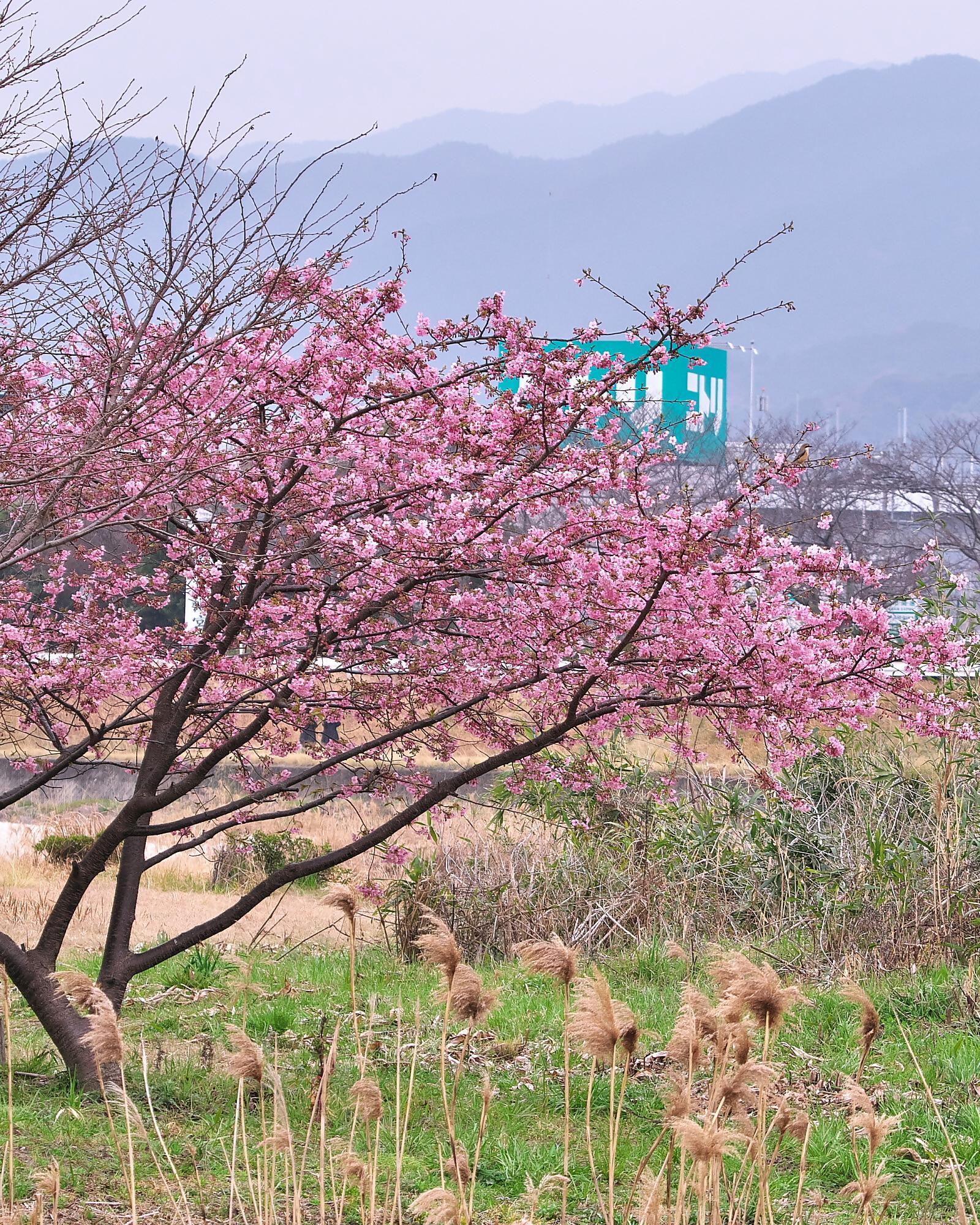 河津桜４