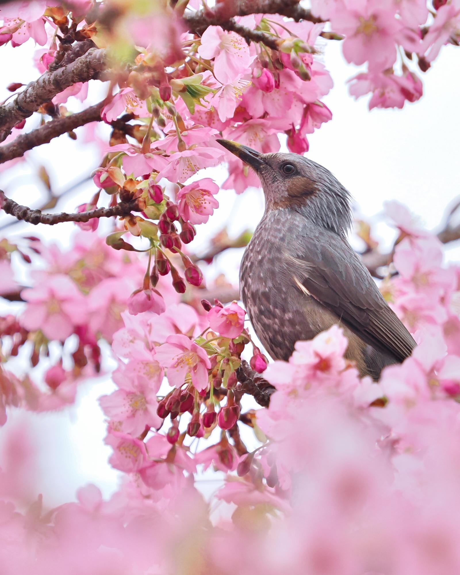 河津桜とヒヨドリ