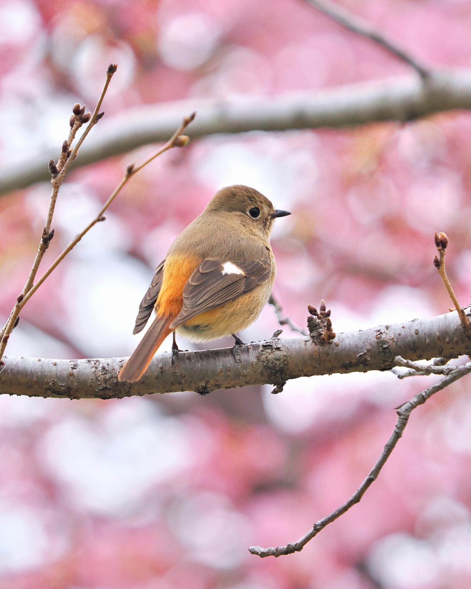 河津桜とジョウビタキ