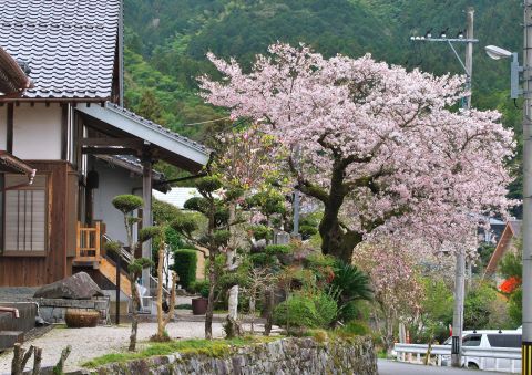 光明寺の桜