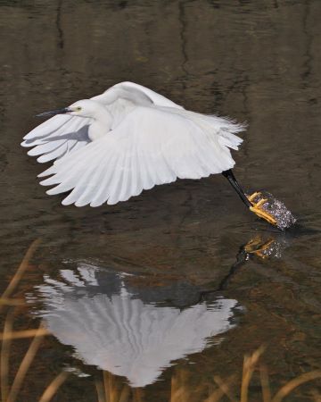 コサギ