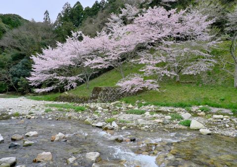 旧曲渕小学校周辺の桜