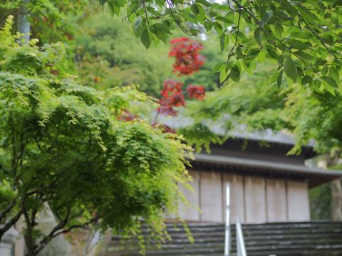 紅葉新緑アップ
