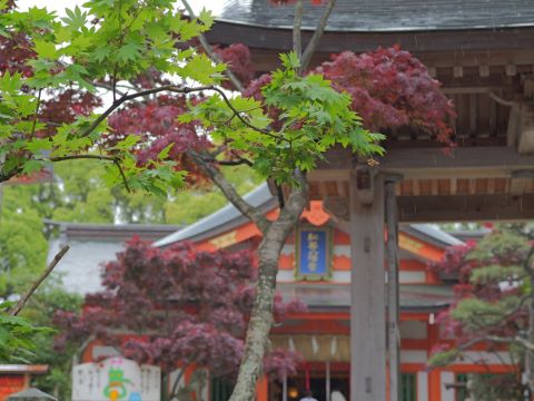 紅葉新緑鳥居