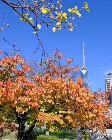 福岡タワーと紅葉