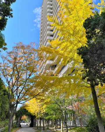 百道浜のイチョウ②