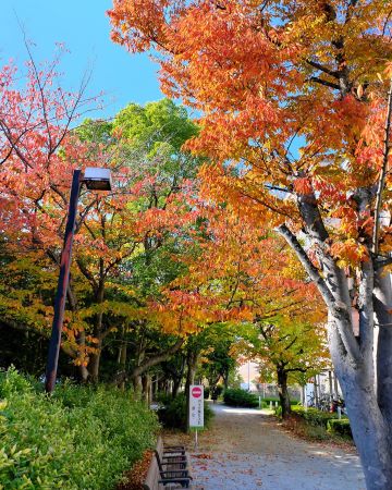 ももちの紅葉