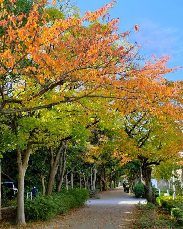 ももちの紅葉②