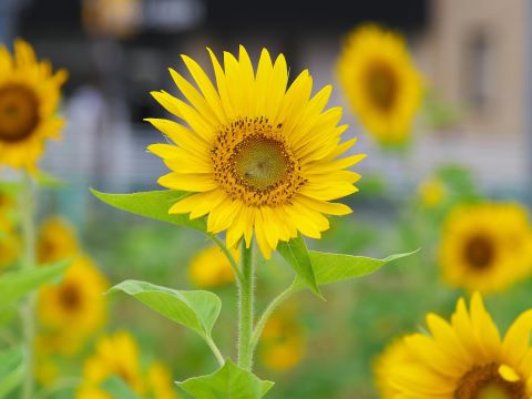 室見団地横のヒマワリ１