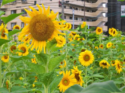 室見団地横のヒマワリ４