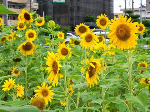 室見団地横のヒマワリ５