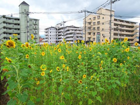 室見団地横のヒマワリ６