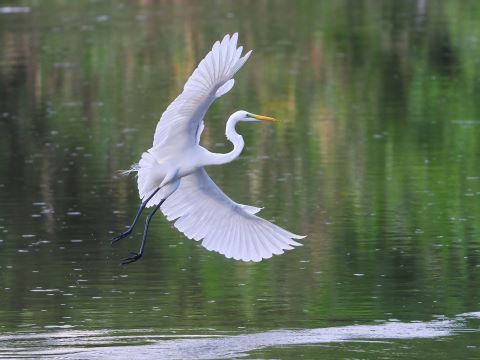 室見川の野鳥たち１